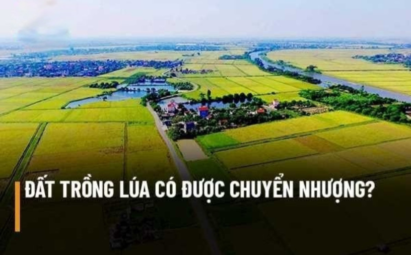 Đất trồng lúa có được chuyển nhượng không?.png