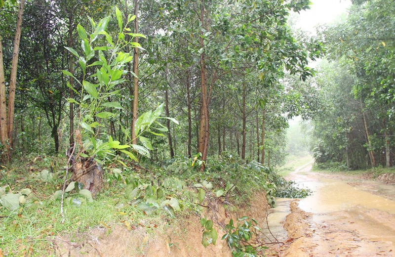 co-nen-dau-tu-vao-dat-RPH-khong.jpg